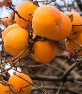 Hurmi kaki 'Mela' , kuriérom